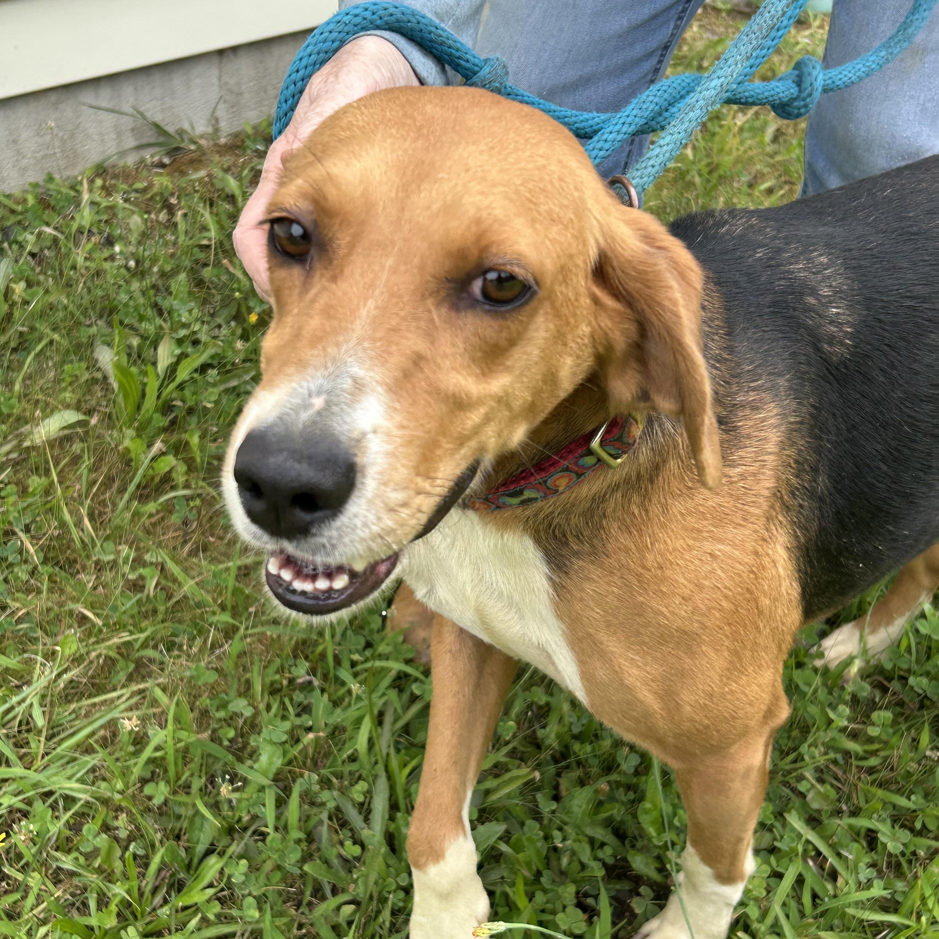 Sunshine, a ADOPTABLE Hound in Charles City, VA image 3/5