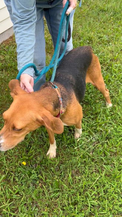 Enlarge Sunshine, a ADOPTABLE Hound in Charles City, VA video 2/5