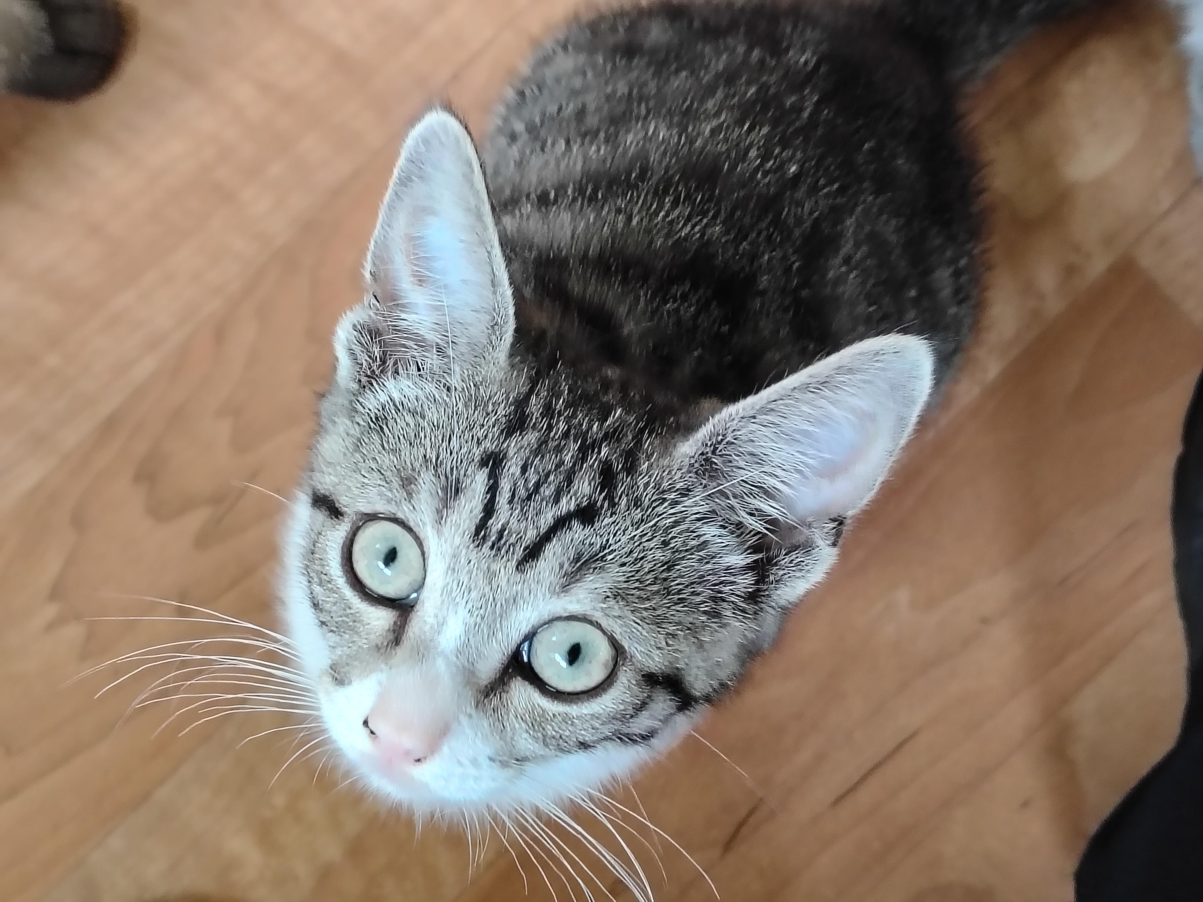 Cece, an adopted mixed breed in Montour Falls, NY image 2/4