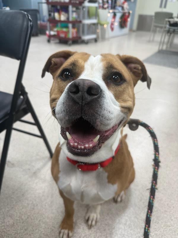 Enlarge June, a ADOPTABLE American Staffordshire Terrier in Teterboro, NJ image 1/1