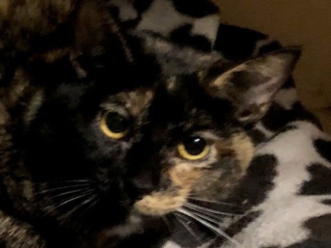 Lucy, a Adoptable Tortoiseshell in Independence, MO image 1/6