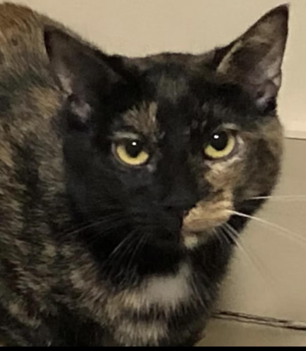 Lucy, Adoptable, Adult Female Tortoiseshell.