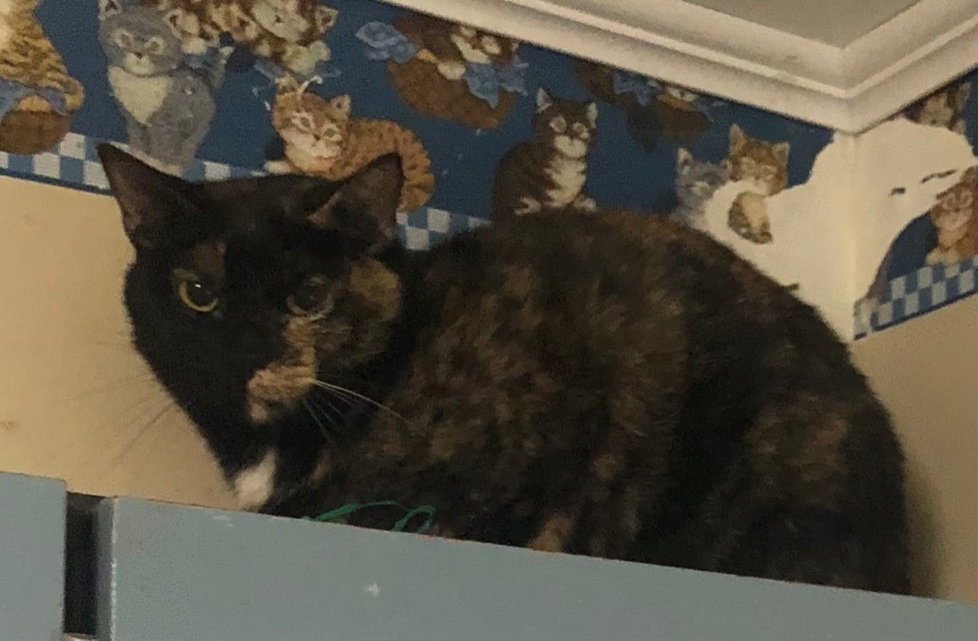 Lucy, a Adoptable Tortoiseshell in Independence, MO image 2/6