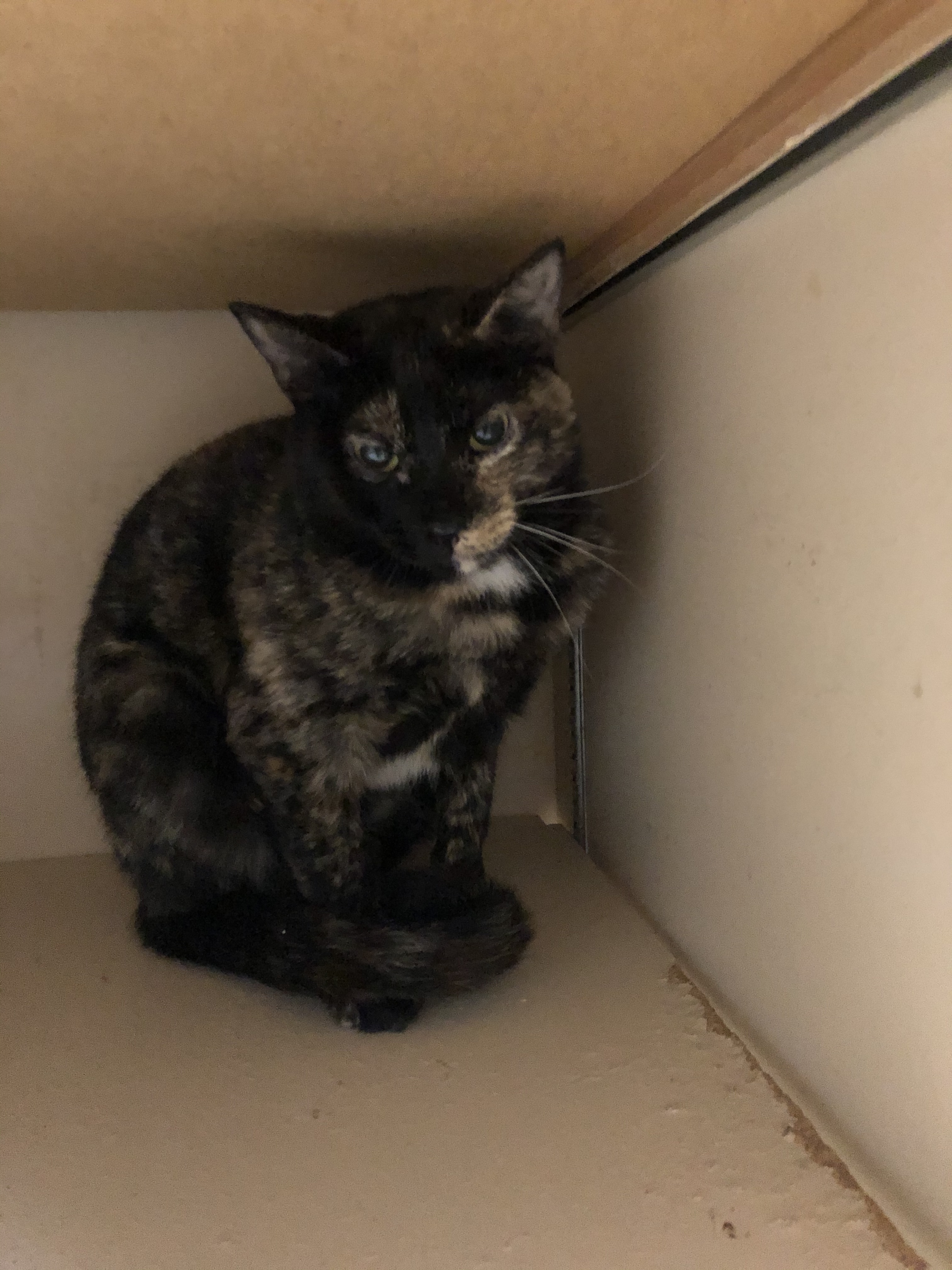 Lucy, a Adoptable Tortoiseshell in Independence, MO image 3/6