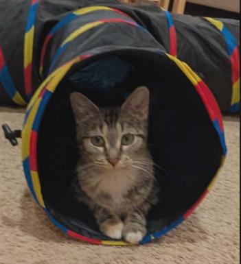 Hazel, ADOPTABLE, Kitten Female Domestic Short Hair.