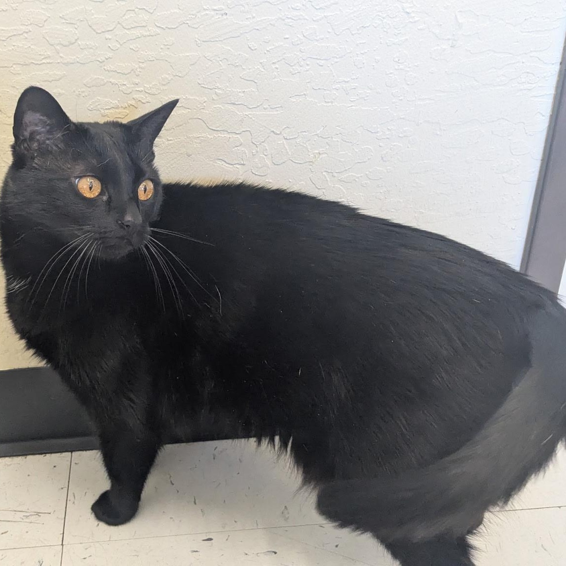 Kimchi, a Adoptable Domestic Short Hair in Benicia, CA image 1/6