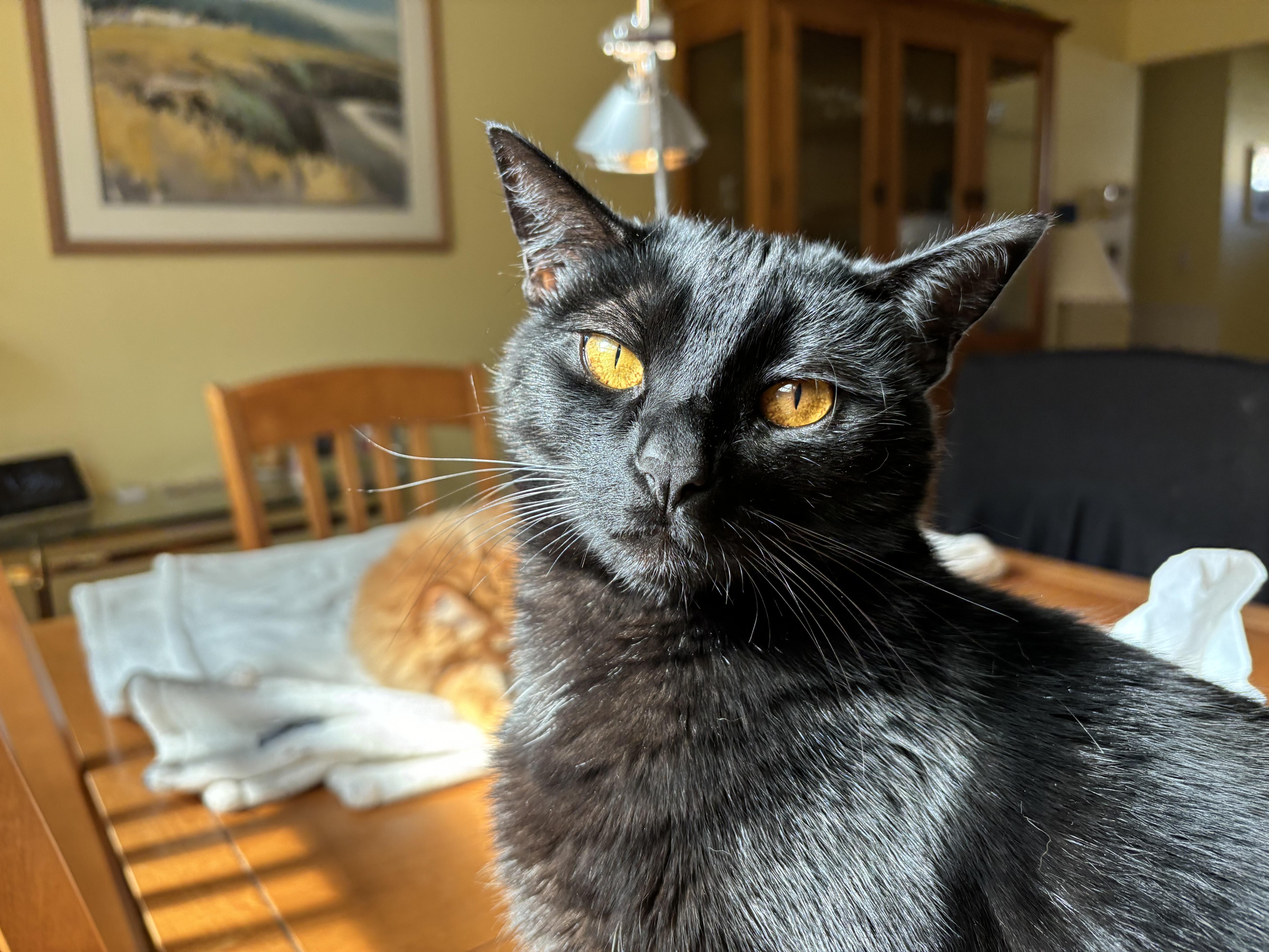 Kimchi, a Adoptable Domestic Short Hair in Benicia, CA image 5/6