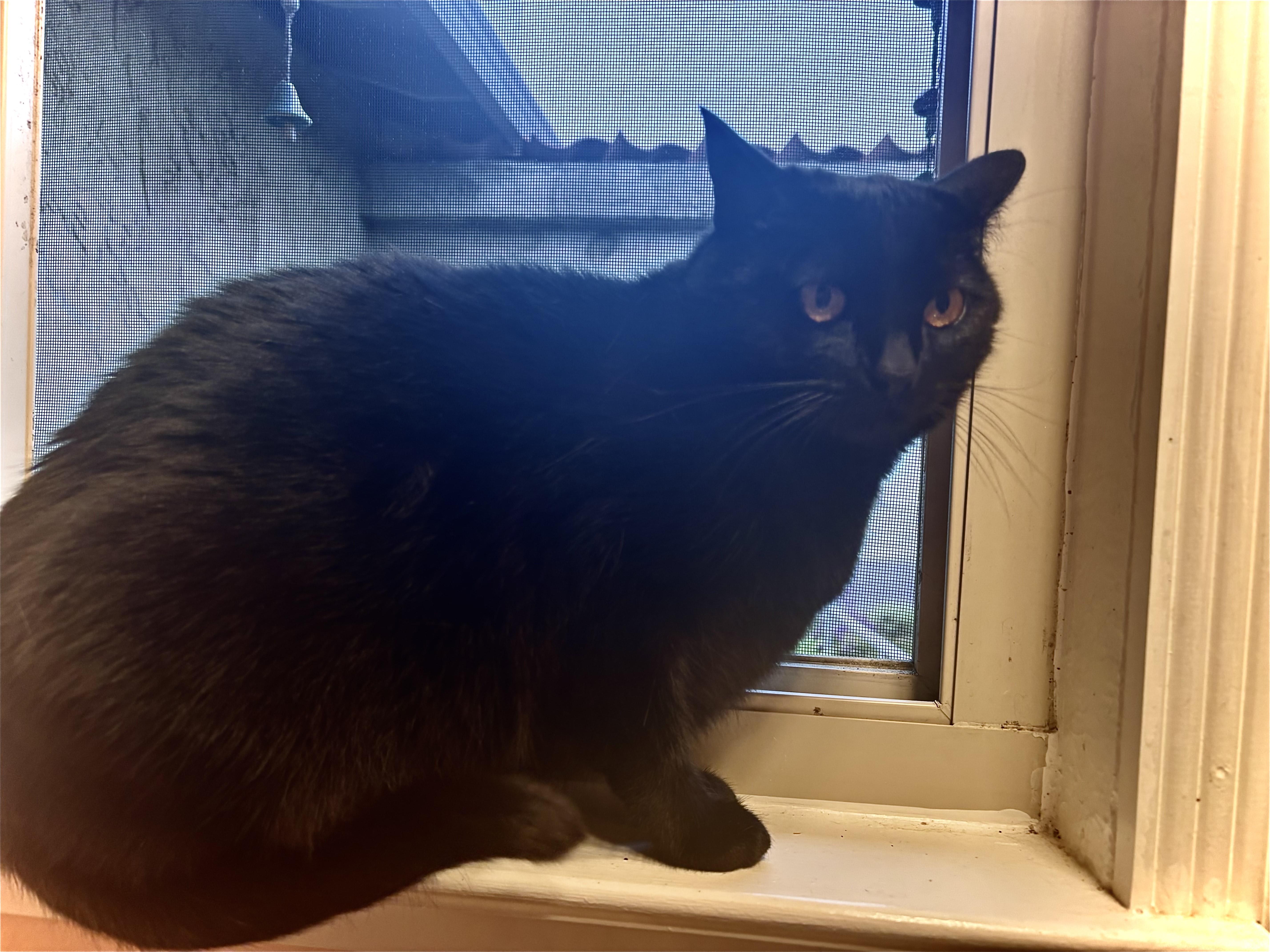 Kimchi, a Adoptable Domestic Short Hair in Benicia, CA image 4/6