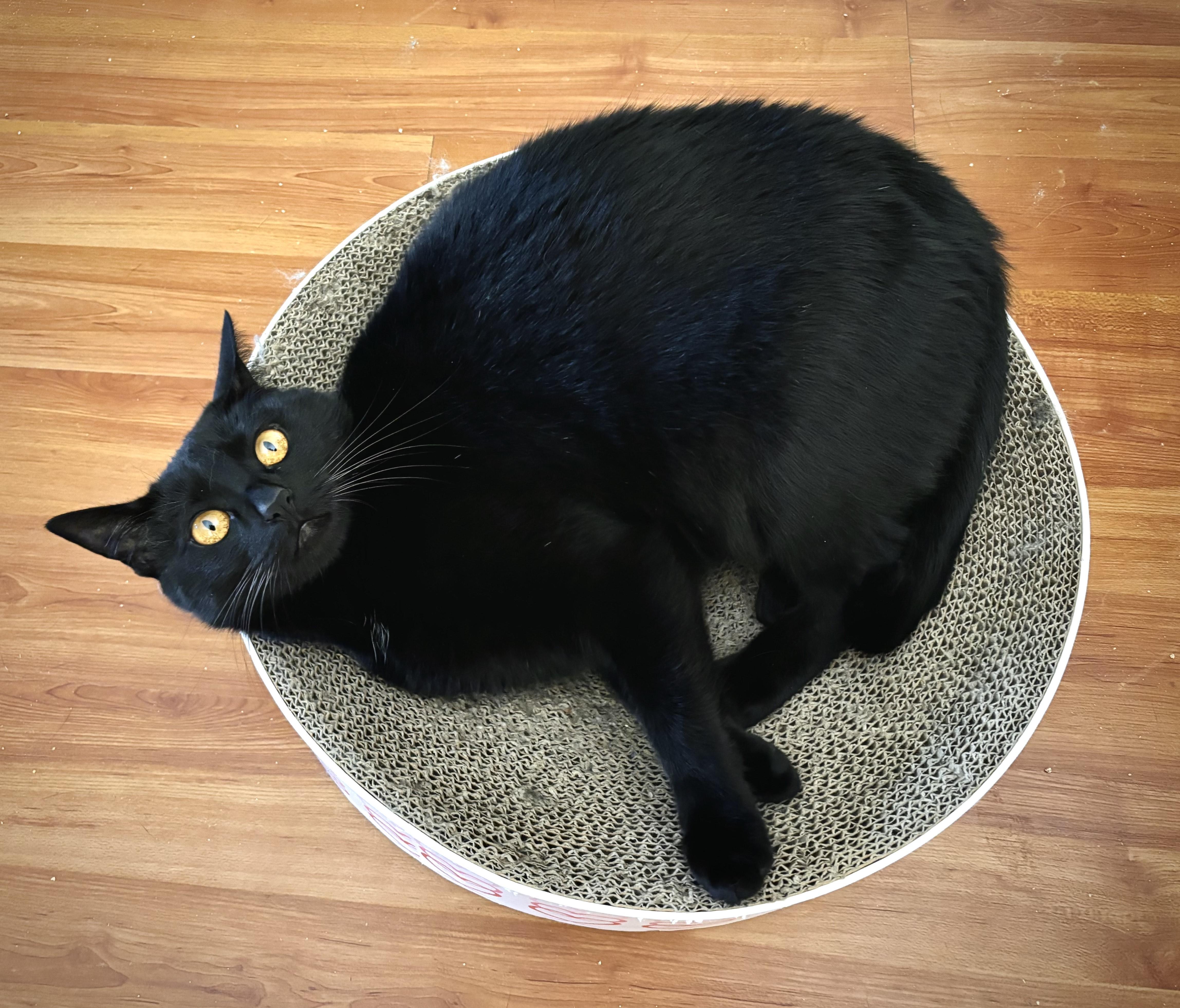 Kimchi, a Adoptable Domestic Short Hair in Benicia, CA image 6/6