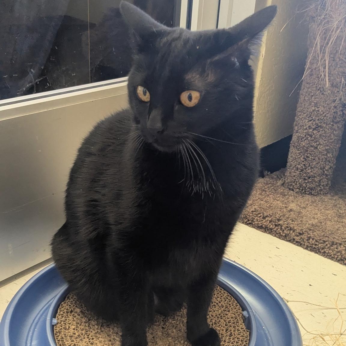 Kimchi, a Adoptable Domestic Short Hair in Benicia, CA image 2/6