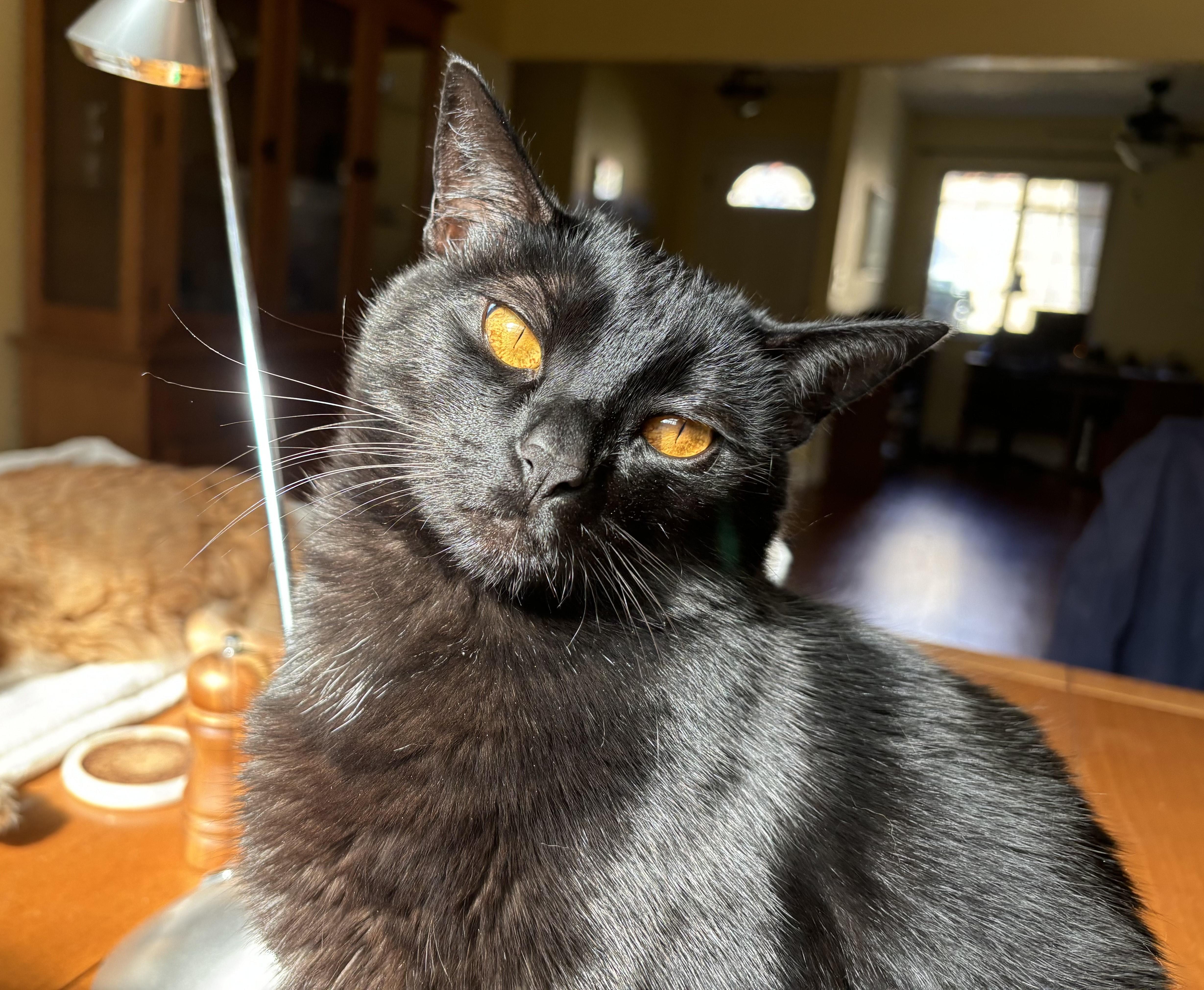 Kimchi, a Adoptable Domestic Short Hair in Benicia, CA image 3/6