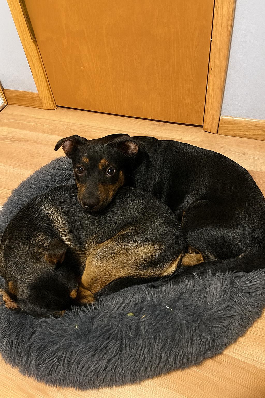 Enlarge BettyLou Boots, a Adoptable mixed breed in Elk River, MN image 2/3