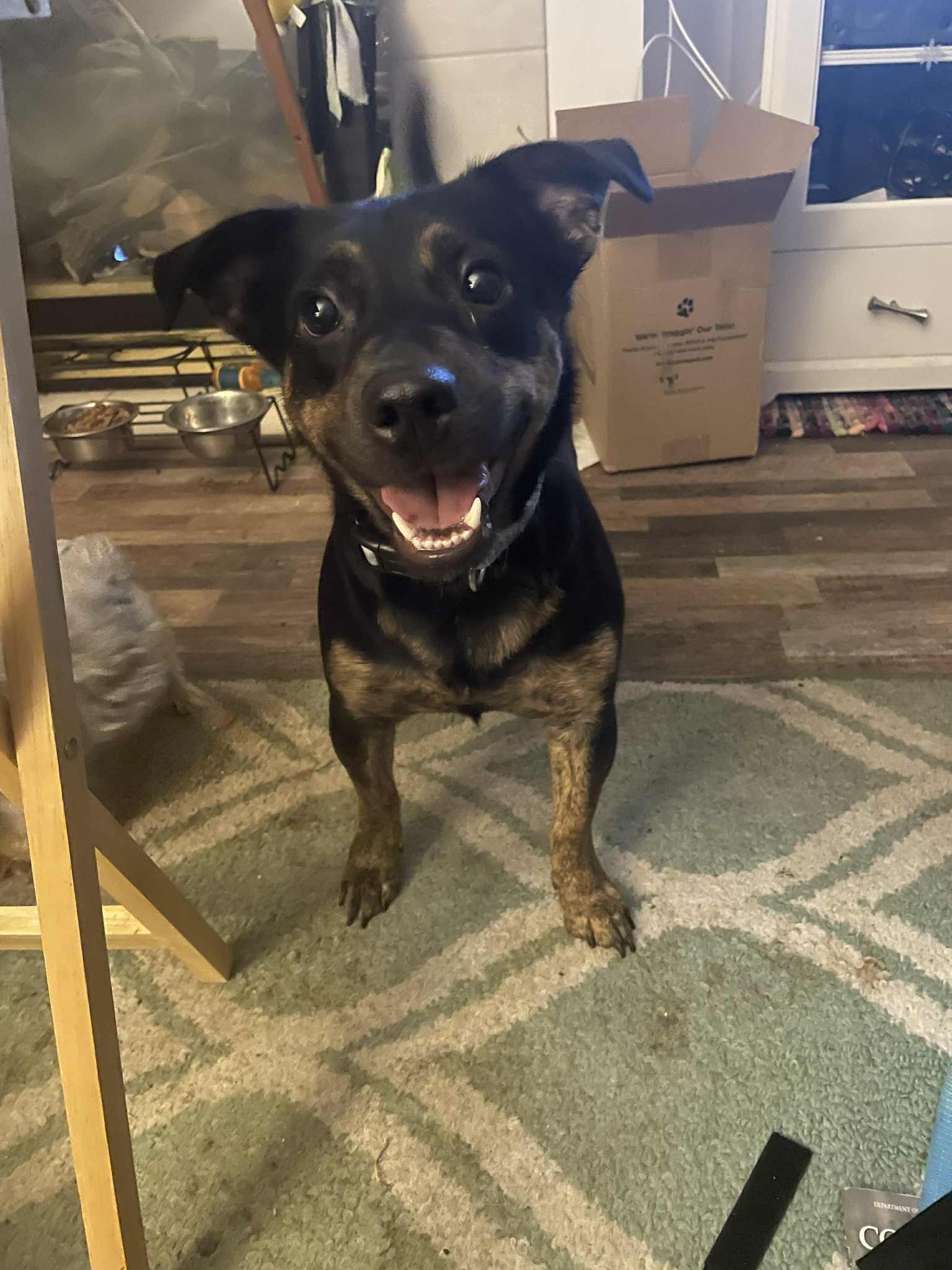 Enlarge BettyLou Boots, a Adoptable mixed breed in Elk River, MN image 3/3