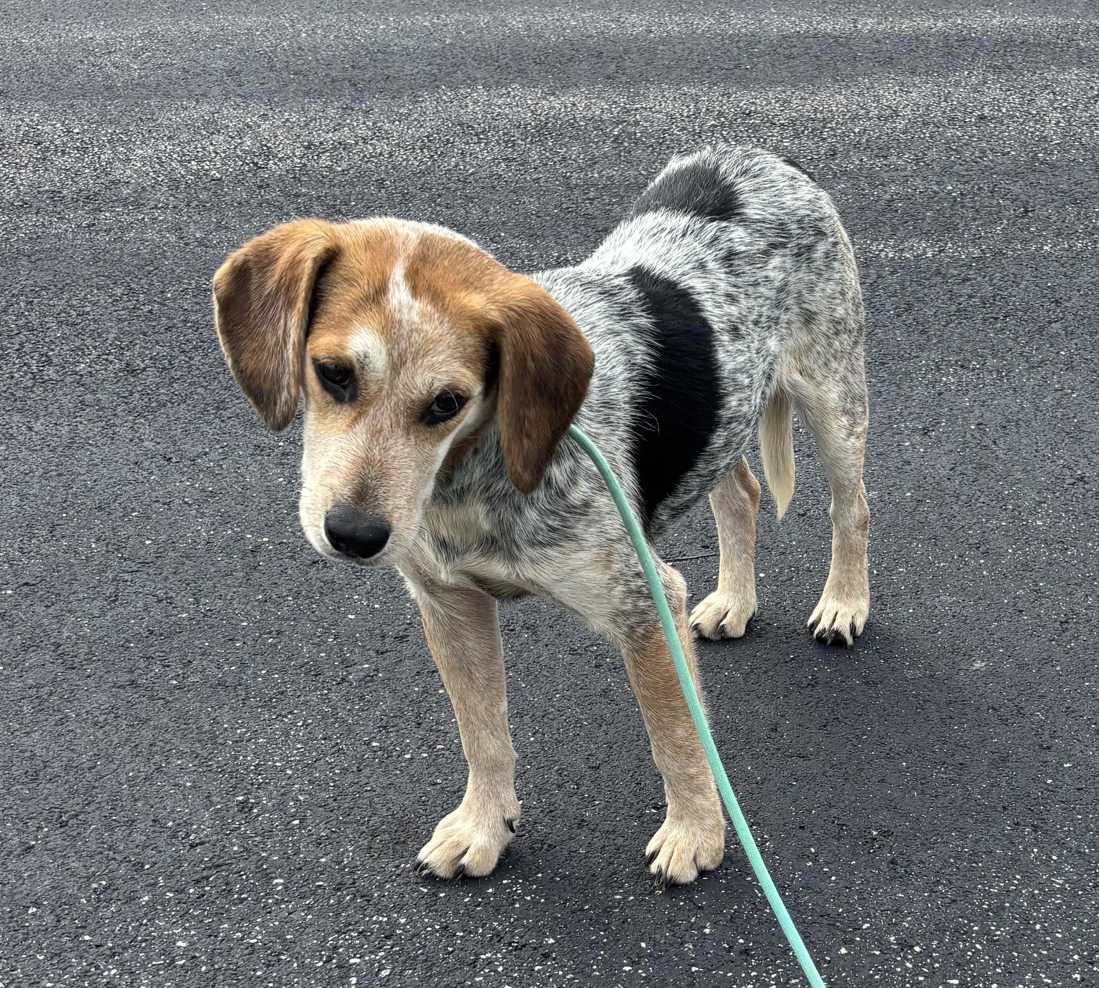 Enlarge Jager, a ADOPTABLE Beagle in Dixon, IL image 1/1