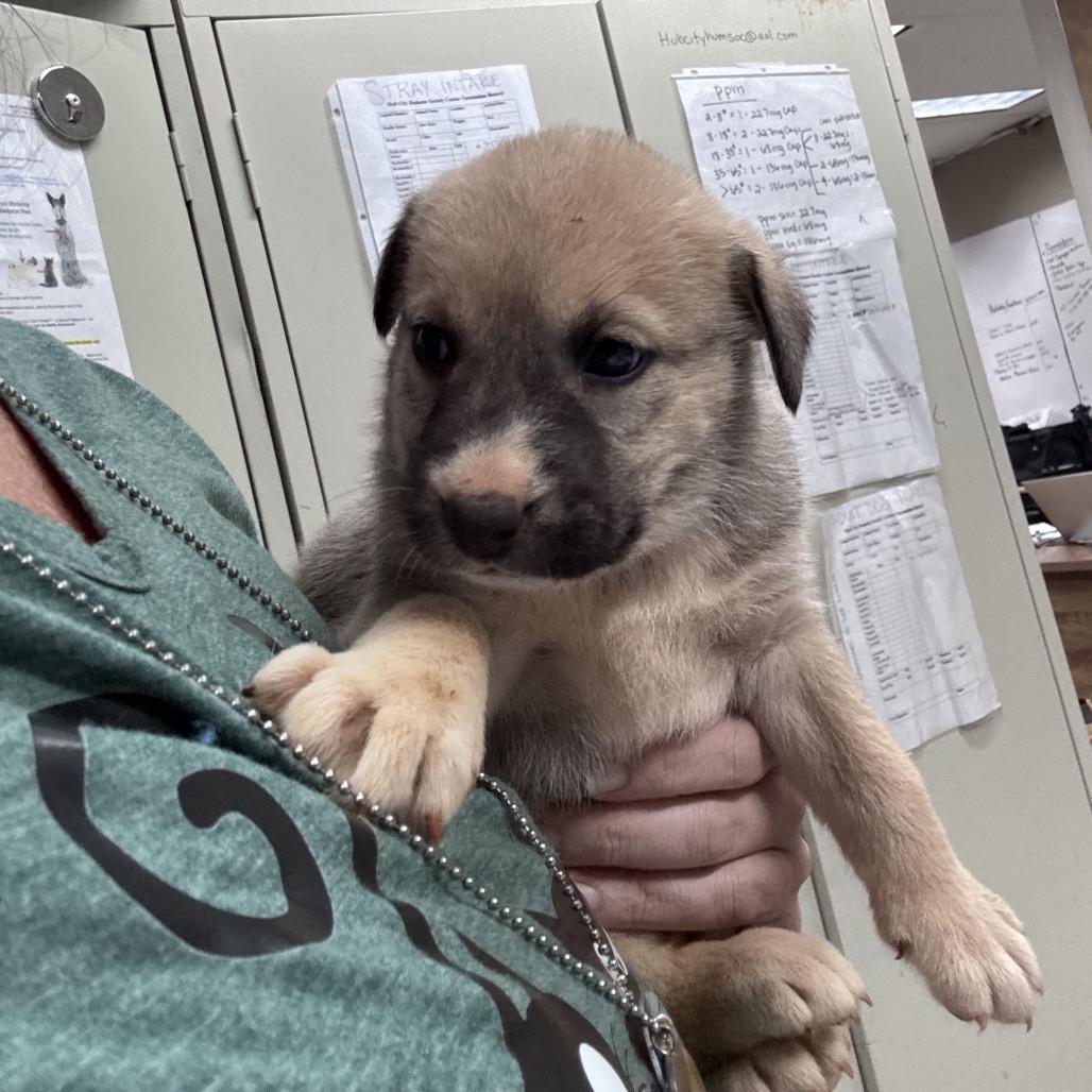 Vixen, Adoptable, Puppy Female Labrador Retriever & Mixed Breed.