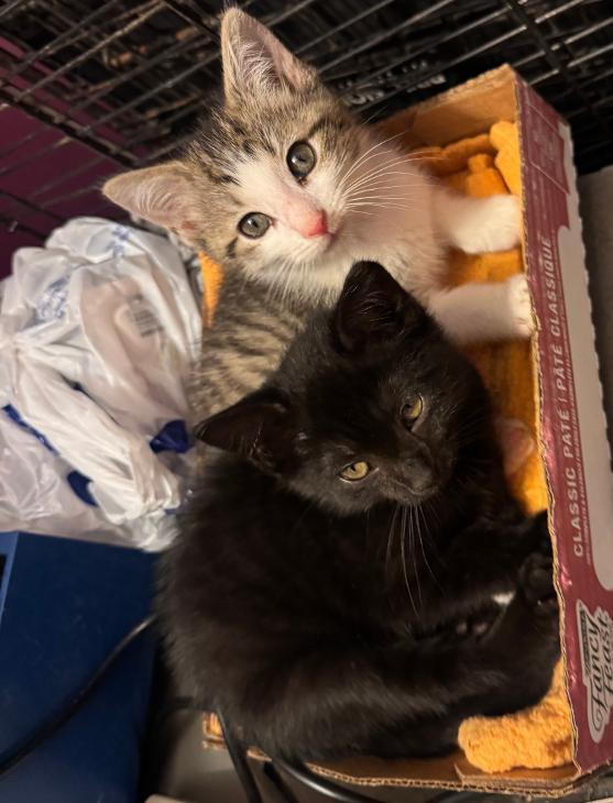 Azula and Zuko, Adoptable, Kitten Female Domestic Short Hair.