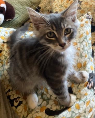 Cole, Adoptable, Young Male Domestic Medium Hair.