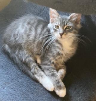 Cole, a Adoptable Domestic Medium Hair in San Pedro, CA image 2/3