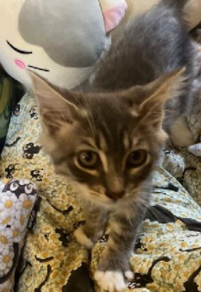 Cole, a Adoptable Domestic Medium Hair in San Pedro, CA image 3/3