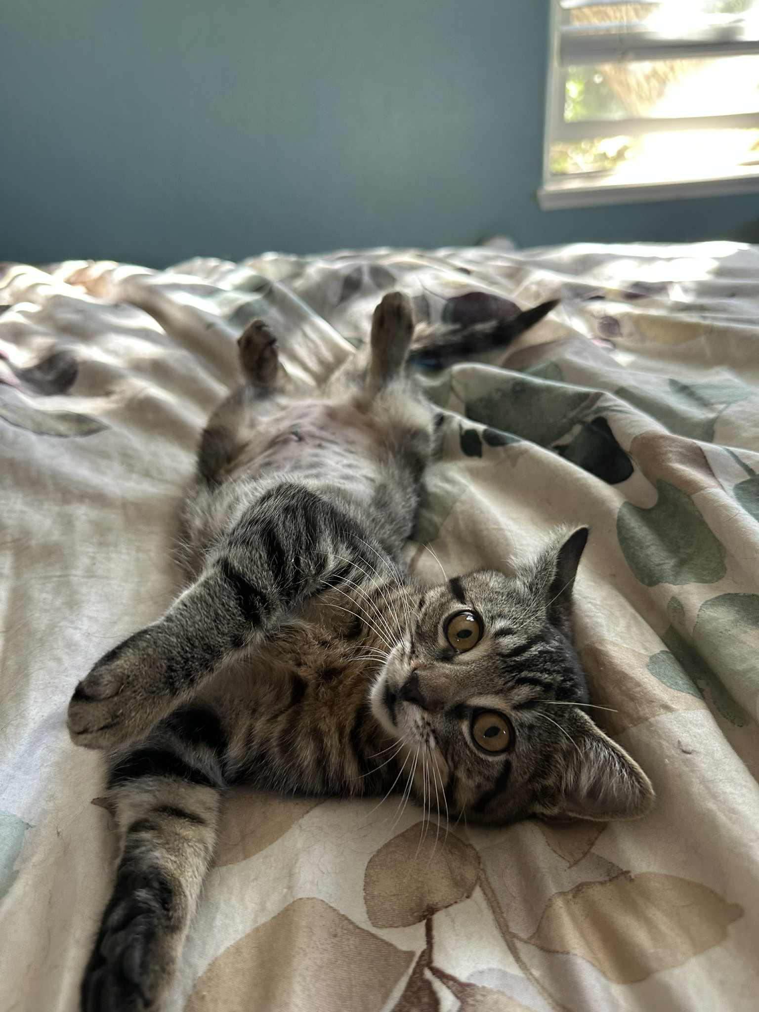 Pebble, Young Female Extra-Toes Cat / Hemingway Polydactyl