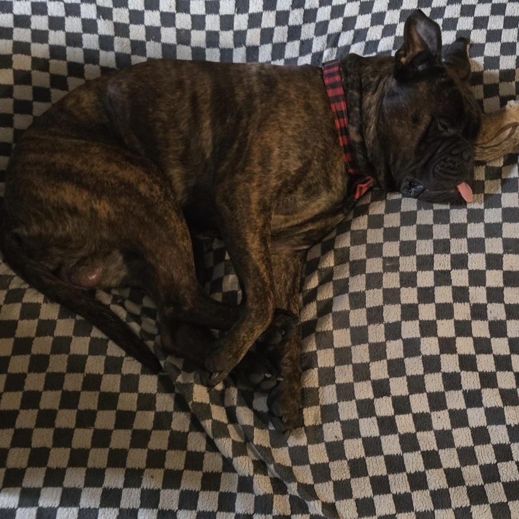 Enlarge Mouse - NC, a ADOPTABLE Bullmastiff in Burlington, NC image 3/5