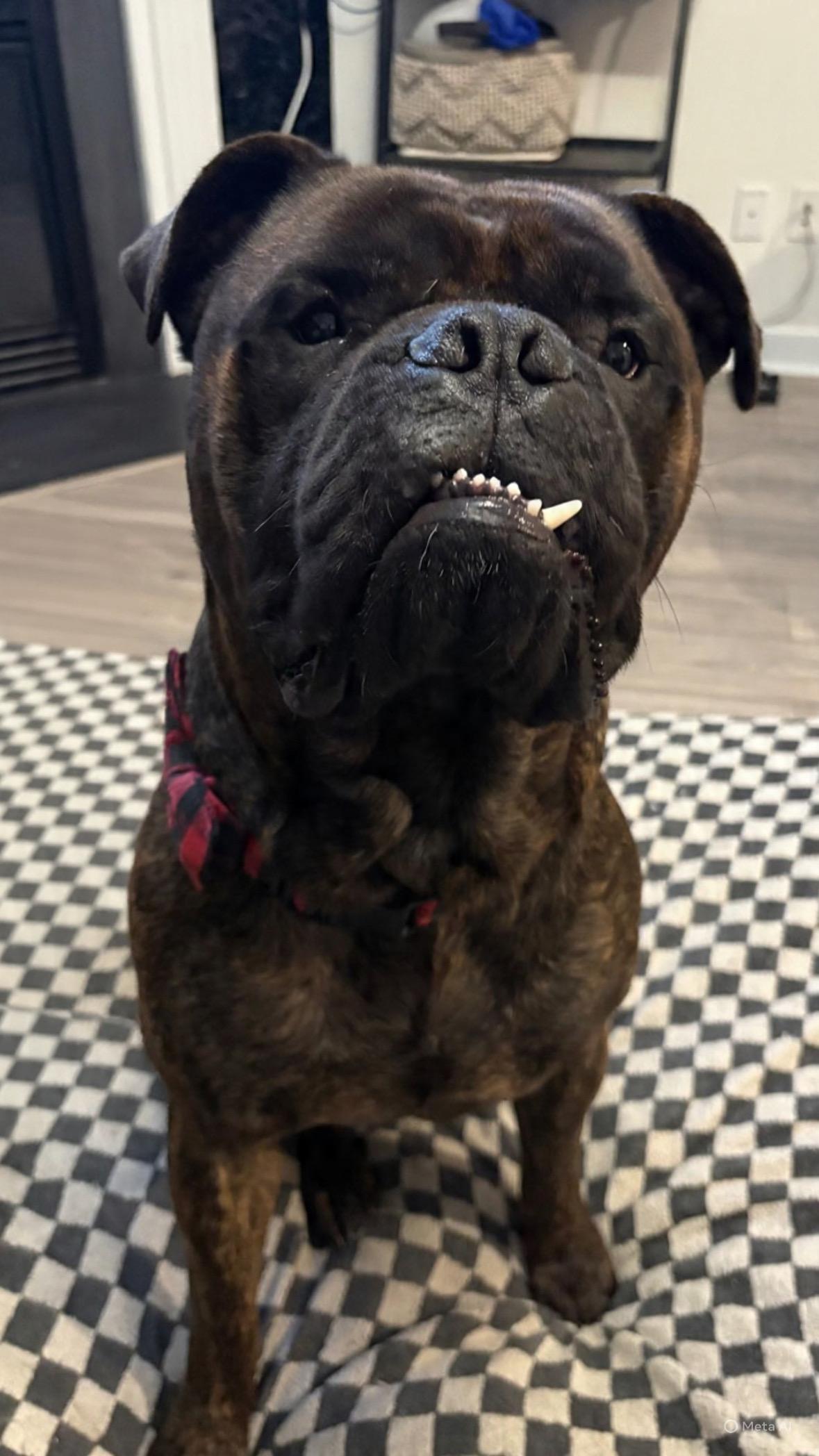 Enlarge Mouse - NC, a ADOPTABLE Bullmastiff in Burlington, NC image 4/5