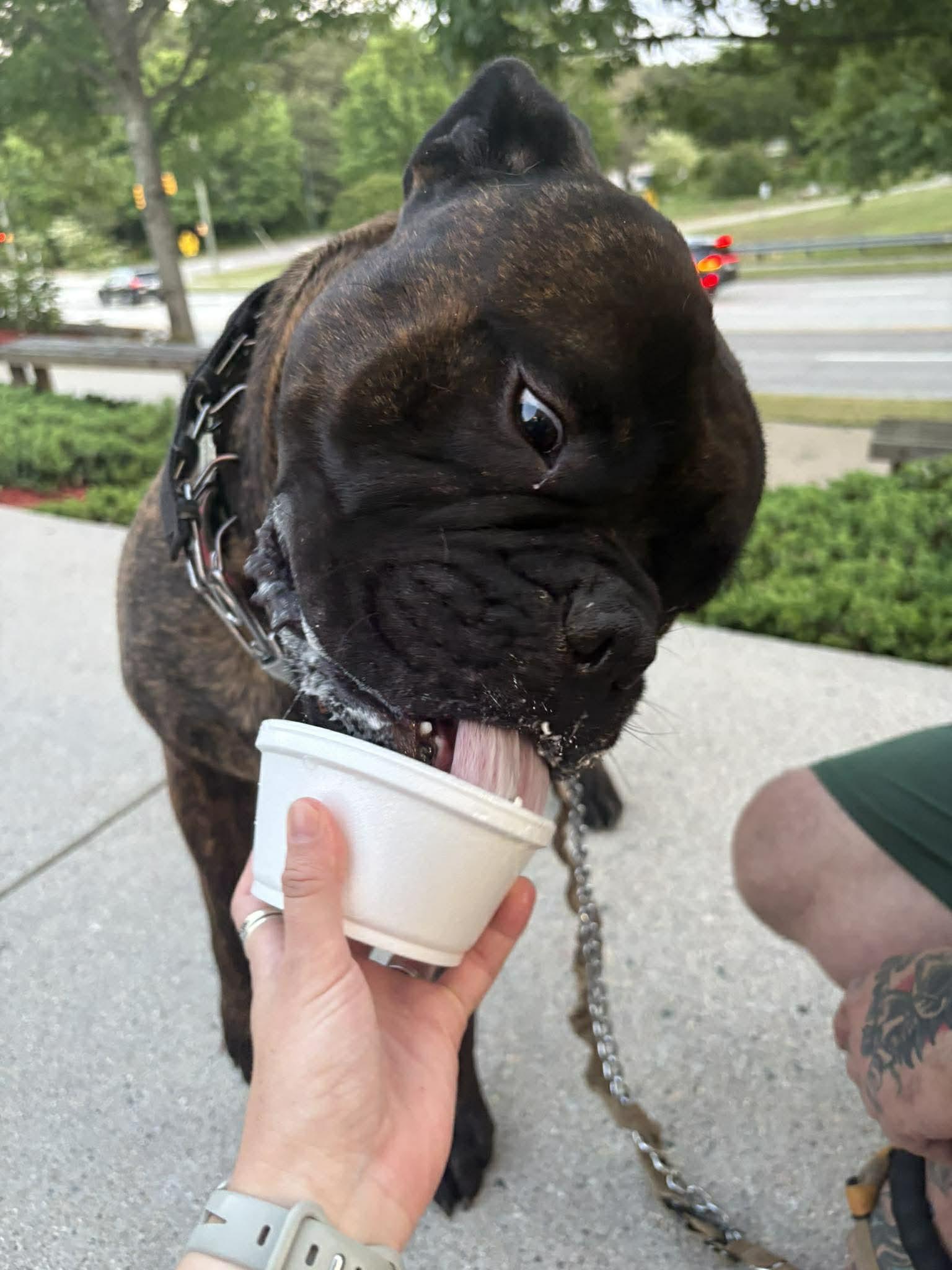 Enlarge Mouse - NC, a ADOPTABLE Bullmastiff in Burlington, NC image 6/6