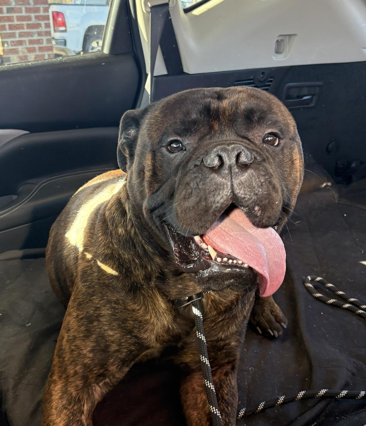 Enlarge Mouse - NC, a ADOPTABLE Bullmastiff in Burlington, NC image 2/5