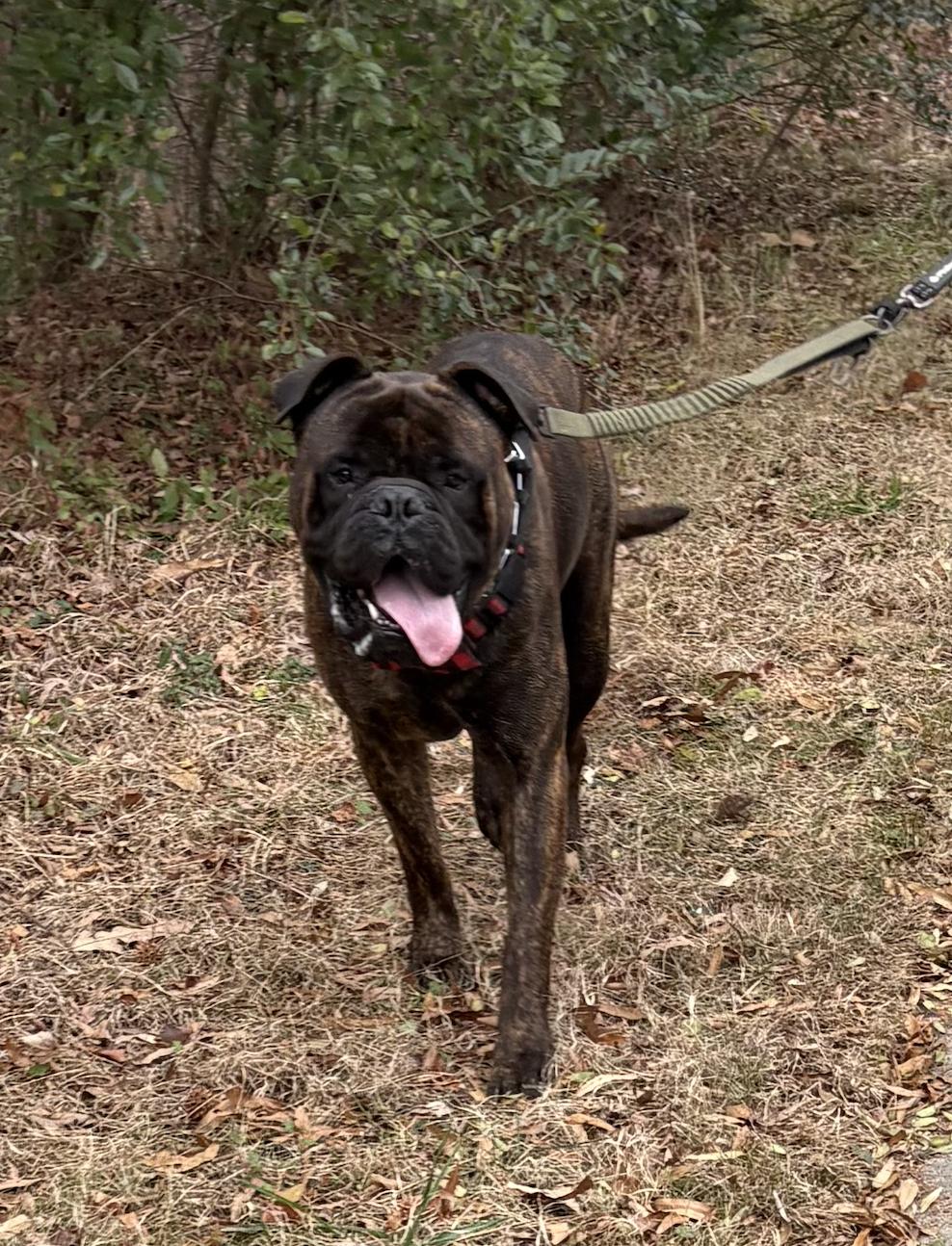 Enlarge Mouse - NC, a ADOPTABLE Bullmastiff in Burlington, NC image 1/5