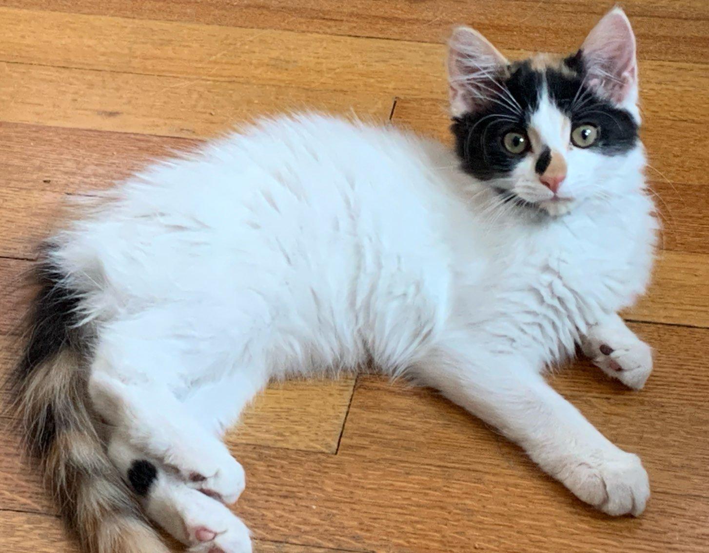 KIKI, Baby Female unknown
