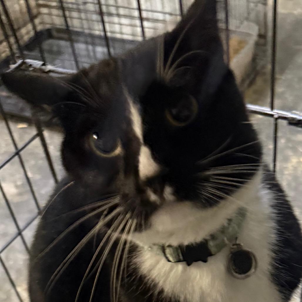 Pippin, Adoptable, Adult Male Domestic Short Hair.