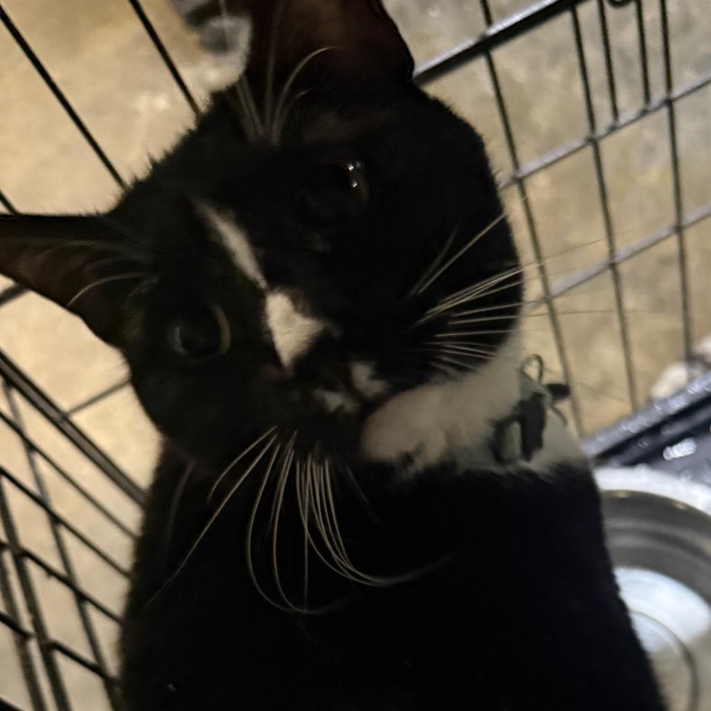 Enlarge Pippin, a Adoptable Domestic Short Hair in Granby, MO image 2/3