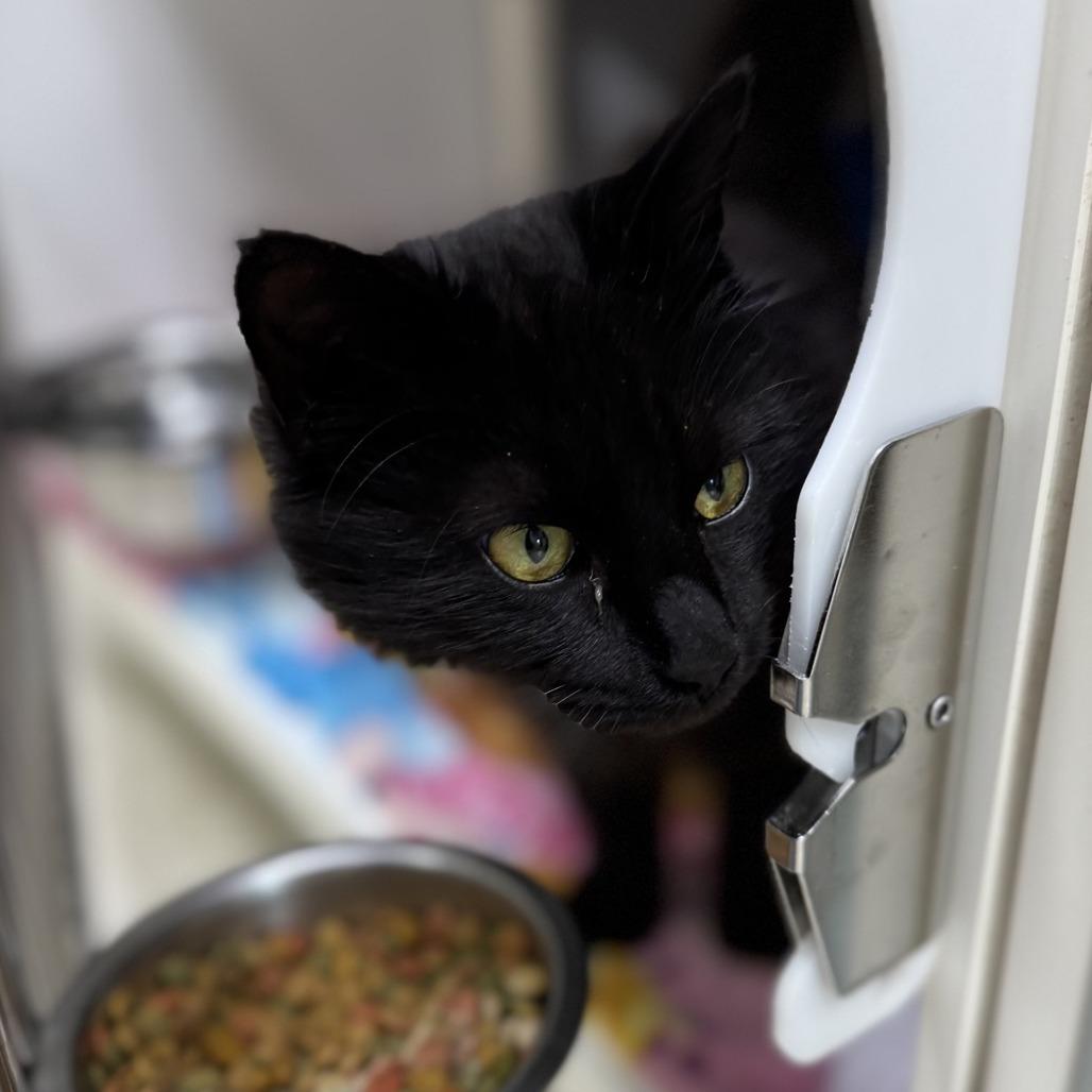 Cleocatra, Adoptable, Young Female Domestic Long Hair.