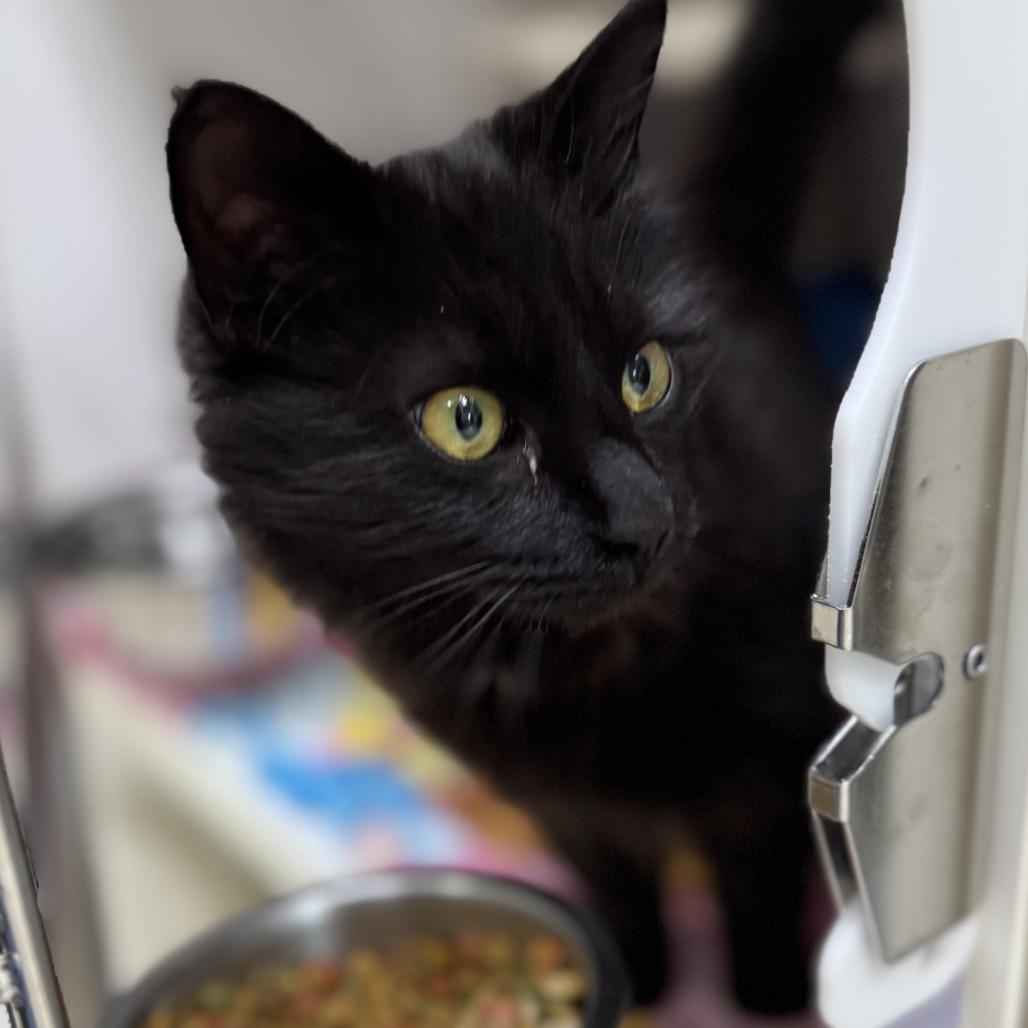Enlarge Cleocatra, a Adoptable Domestic Long Hair in Columbus, NC image 2/4