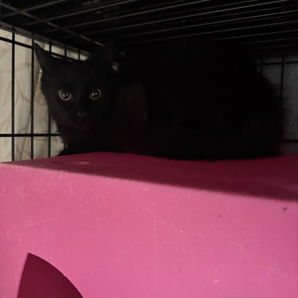 Enlarge Cleocatra, a Adoptable Domestic Long Hair in Columbus, NC image 3/4