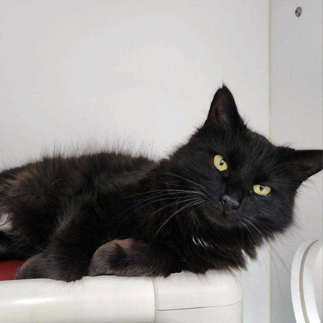 Enlarge Cleocatra, a Adoptable Domestic Long Hair in Columbus, NC image 4/4