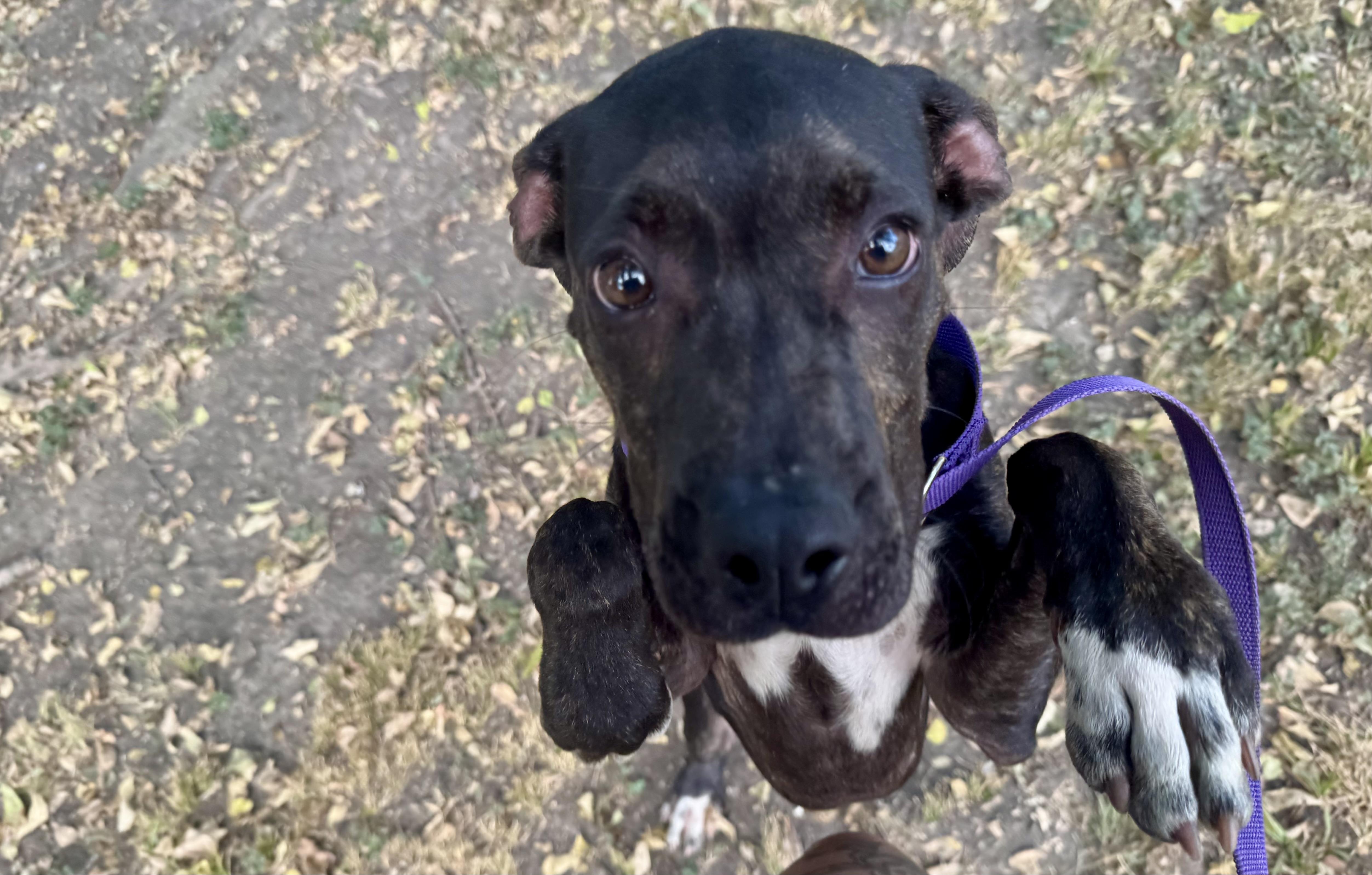 Bob, a ADOPTABLE mixed breed in Sherman, TX image 2/4