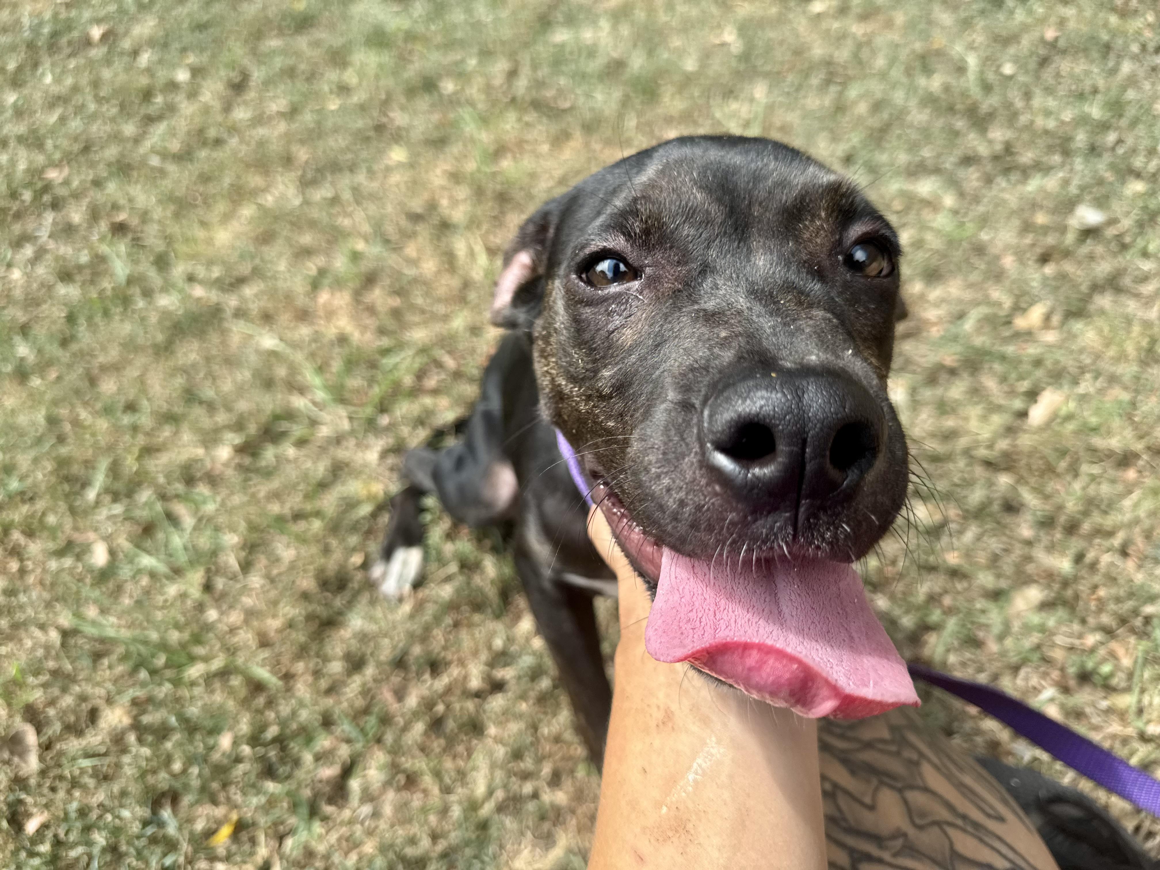 Bob, a ADOPTABLE mixed breed in Sherman, TX image 4/4