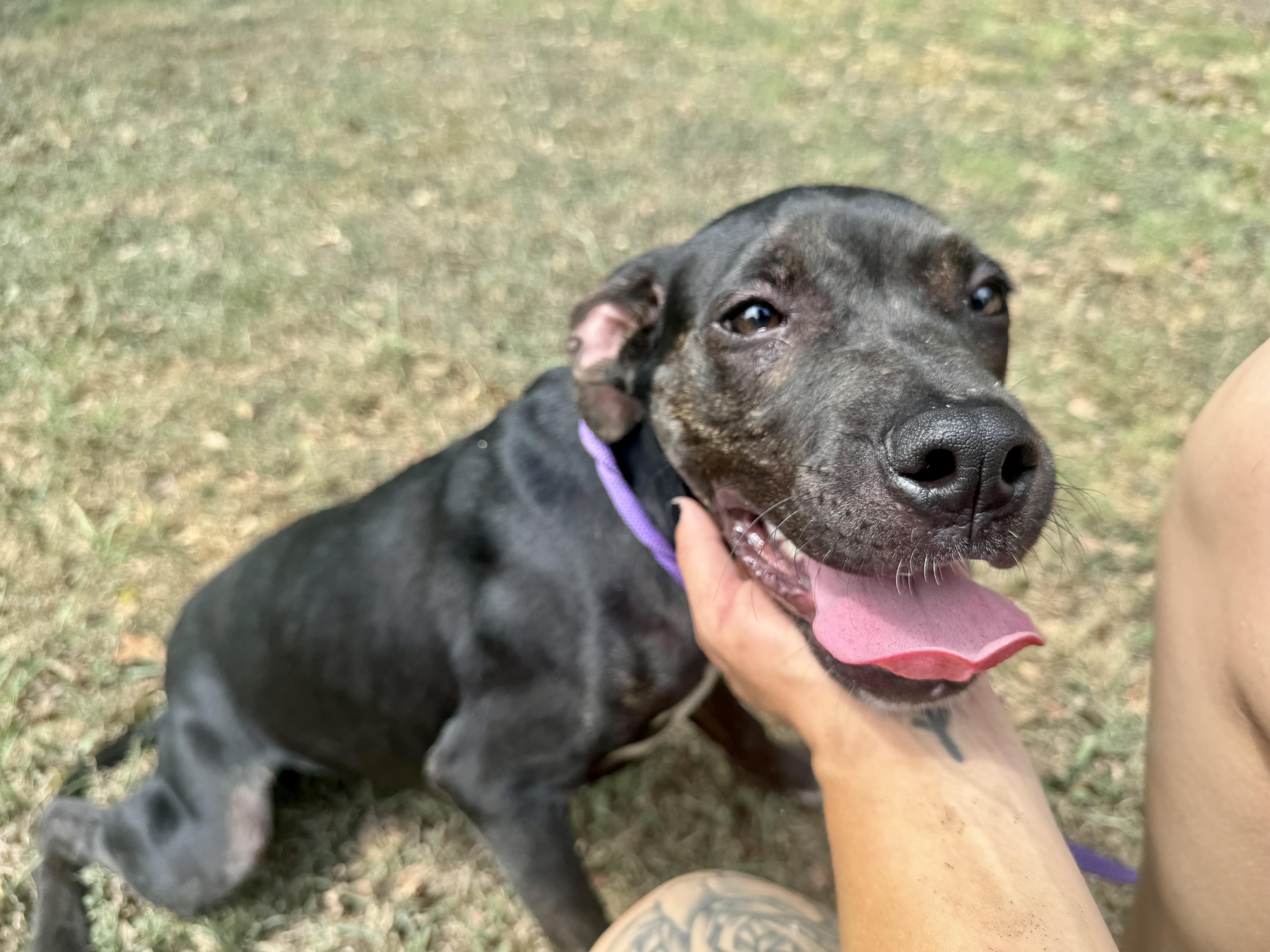Bob, a ADOPTABLE mixed breed in Sherman, TX image 3/4