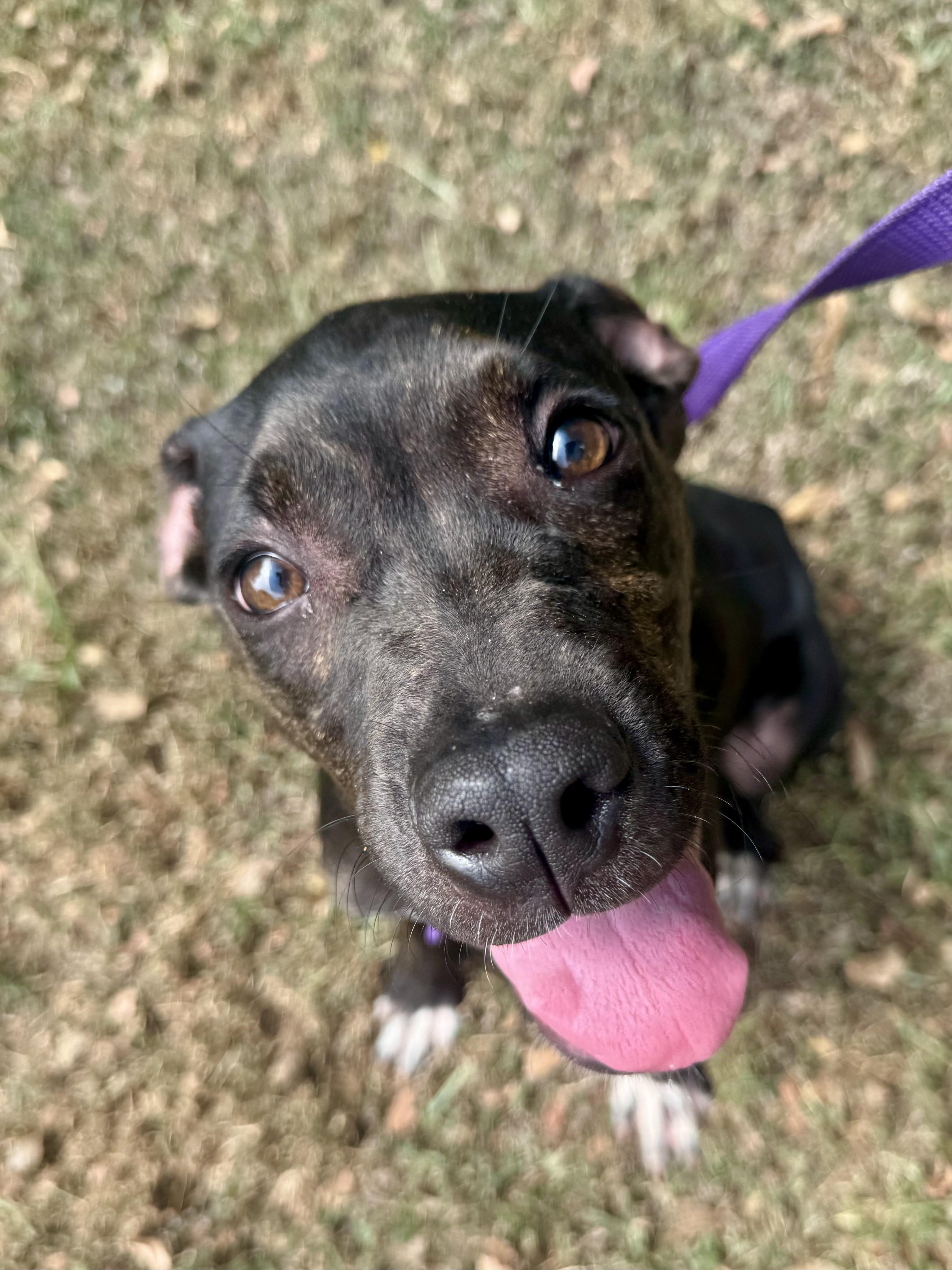 Bob, ADOPTABLE, Young Male Terrier.