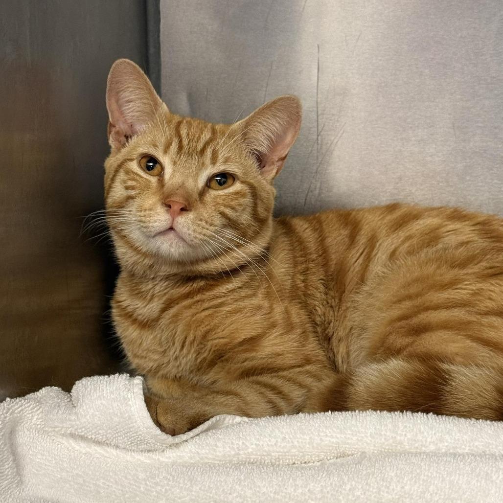 April's Fool, Adoptable, Young Male Domestic Short Hair.