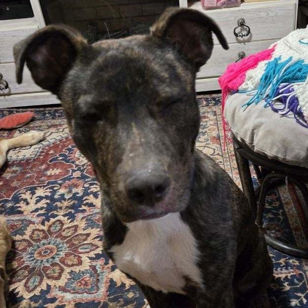 Alfie, a Adoptable Mixed Breed in Dodge City, KS image 3/3