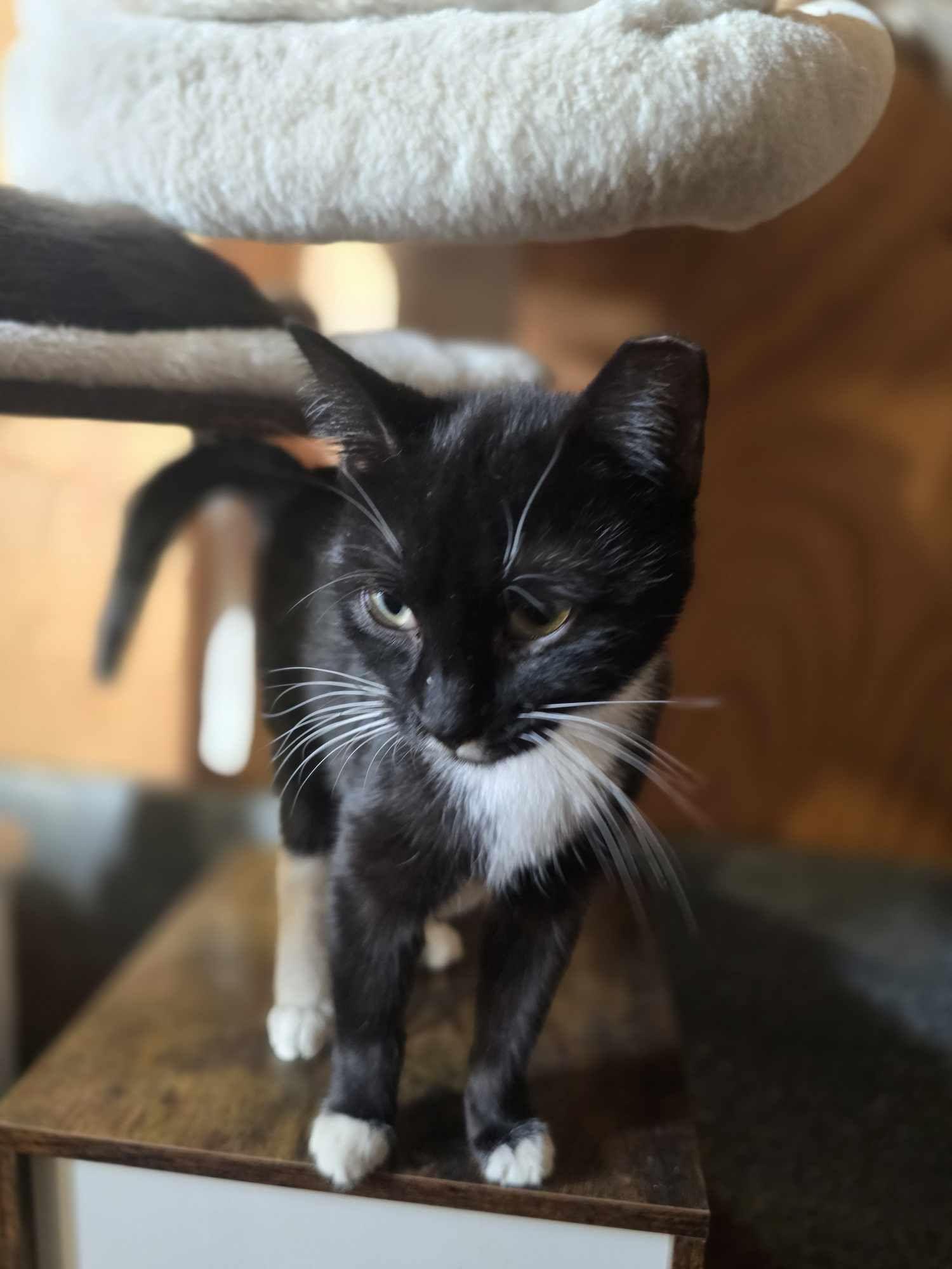 Gretel — thumbnail 4