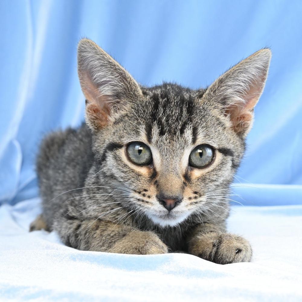 Enlarge Charlie, a Adoptable Domestic Short Hair in Mobile, AL image 1/6