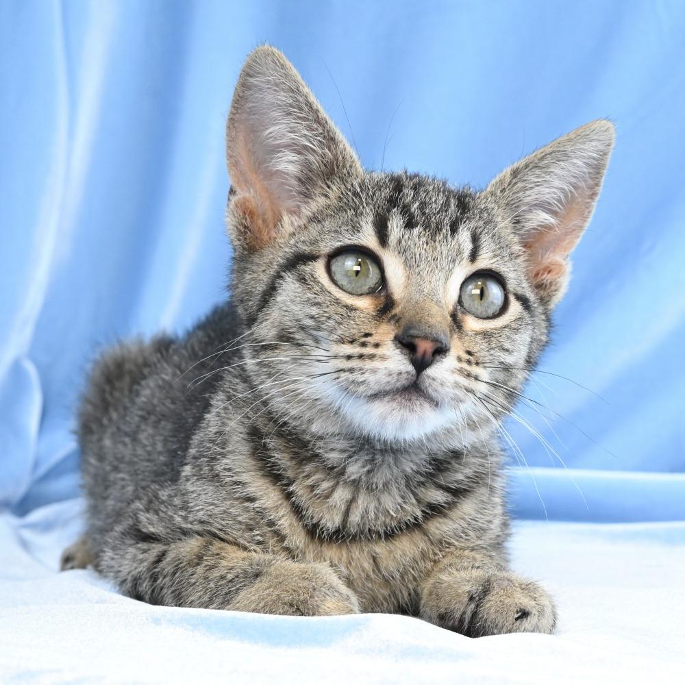 Enlarge Charlie, a Adoptable Domestic Short Hair in Mobile, AL image 2/6
