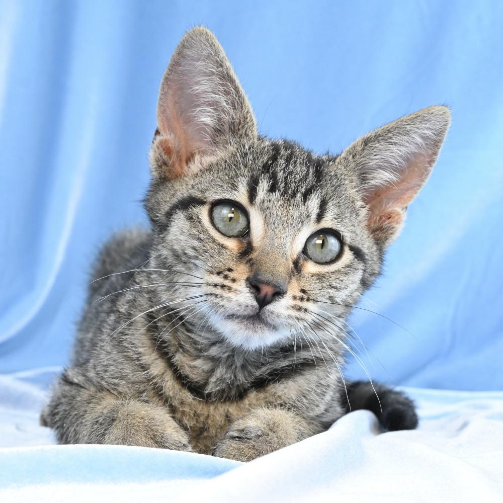 Enlarge Charlie, a Adoptable Domestic Short Hair in Mobile, AL image 3/6