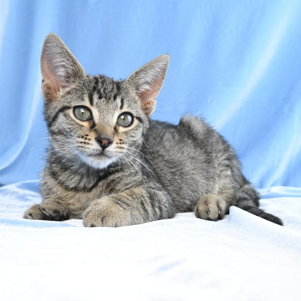Enlarge Charlie, a Adoptable Domestic Short Hair in Mobile, AL image 5/6