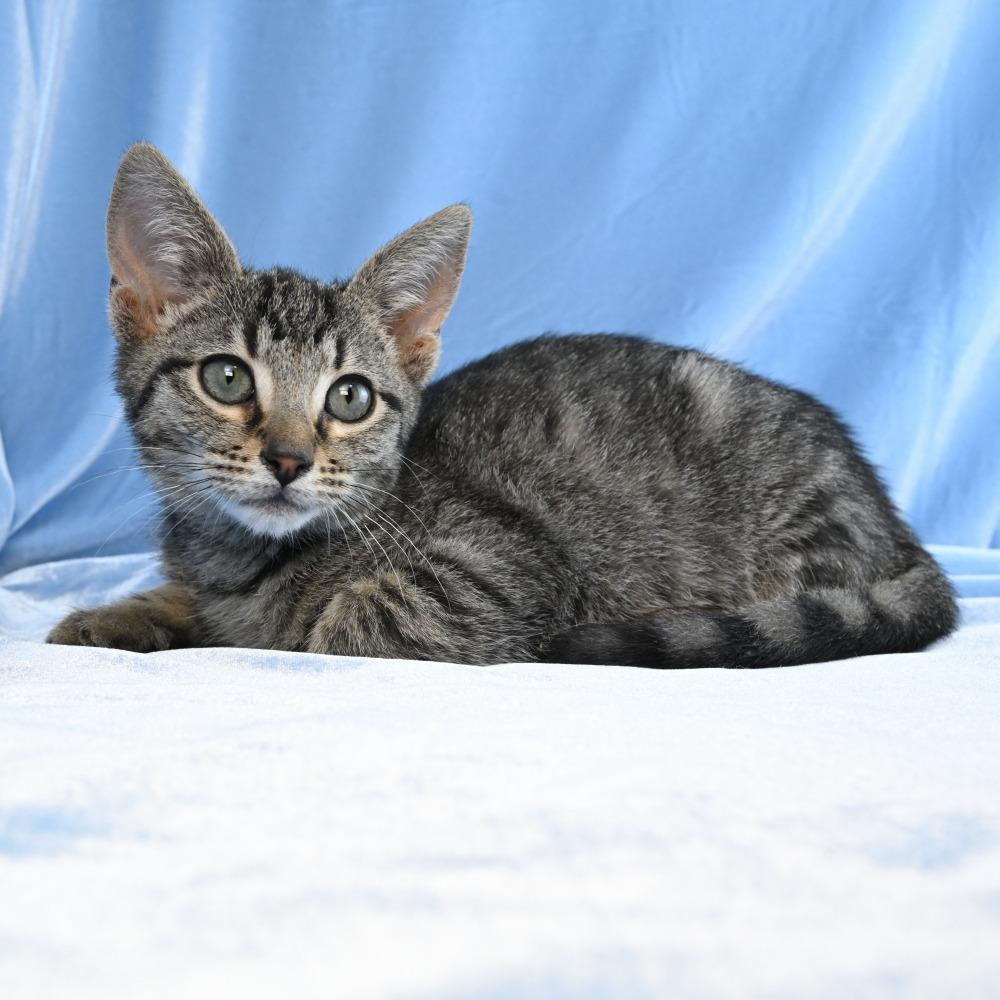 Enlarge Charlie, a Adoptable Domestic Short Hair in Mobile, AL image 6/6
