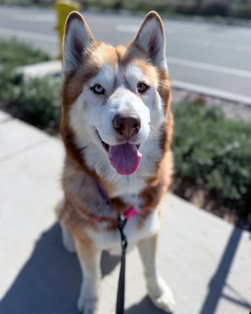 Enlarge SILVA, a Adoptable Siberian Husky in Chula Vista, CA image 1/1