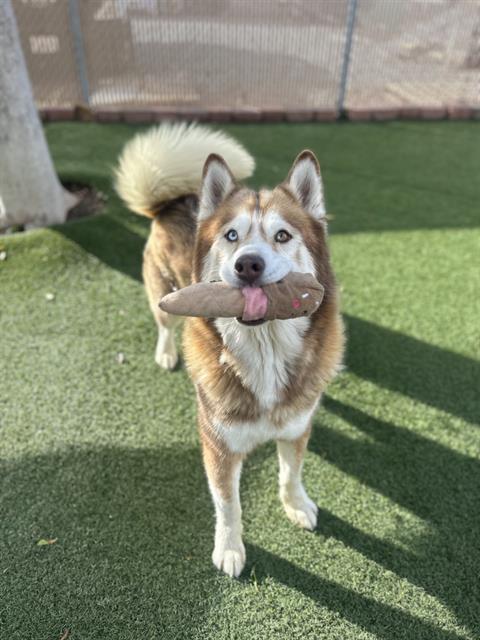 Enlarge SILVA, a Adoptable Siberian Husky in Chula Vista, CA image 1/1